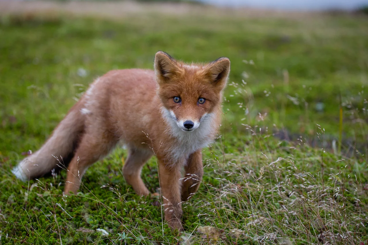 5 день.
Онекотан —
озеро Черное