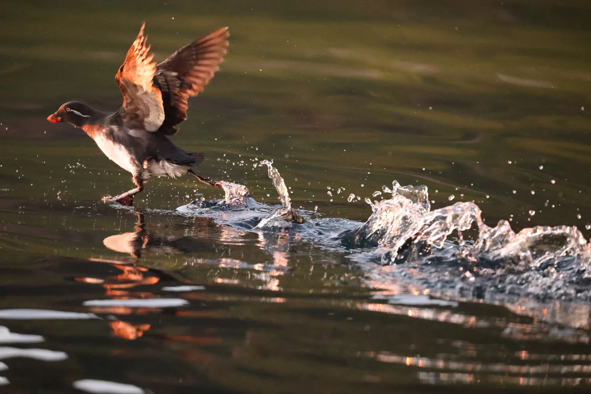 8 день.
Чирпой и Брат-Чирпоев
