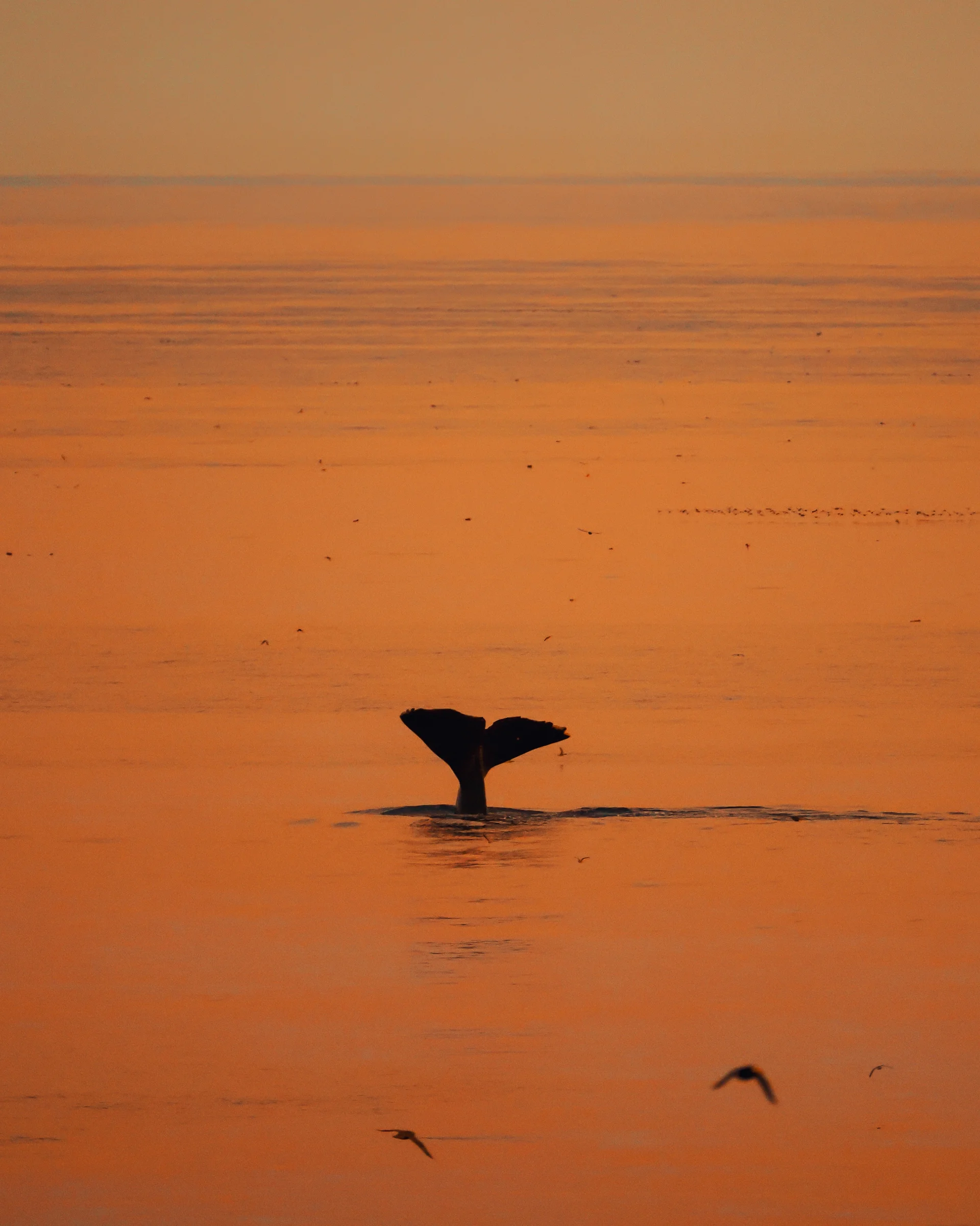 Горбатый кит