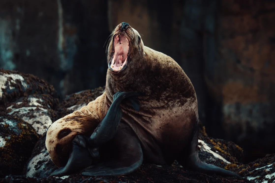 Морской котик