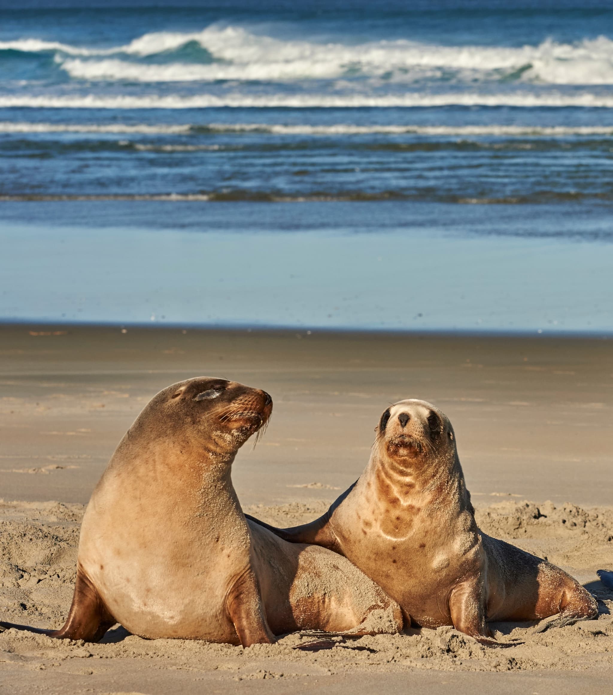 Встречи с сивучами, нерпами, морскими котиками и каланами в Ловушках и на Экарме