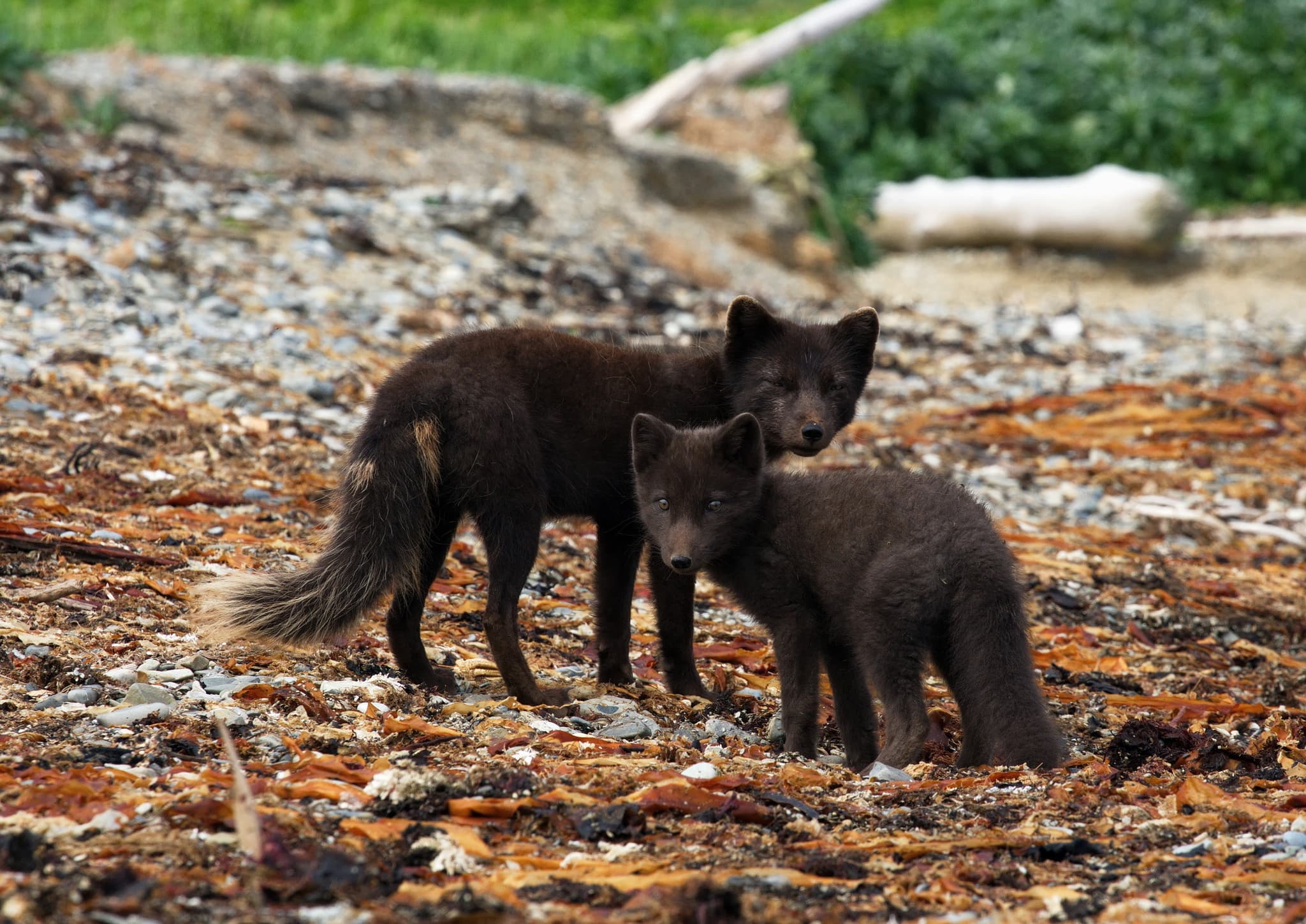 3 день.
Остров Янкича, кальдера Ушишир