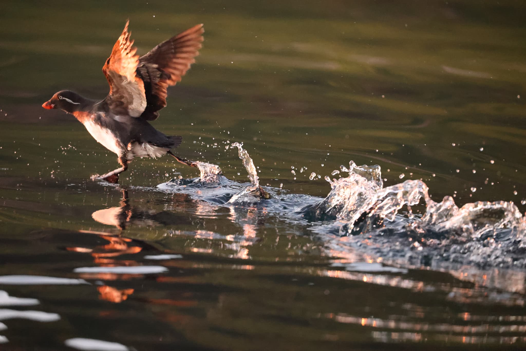 8 день.
Чирпой и Брат-Чирпоев