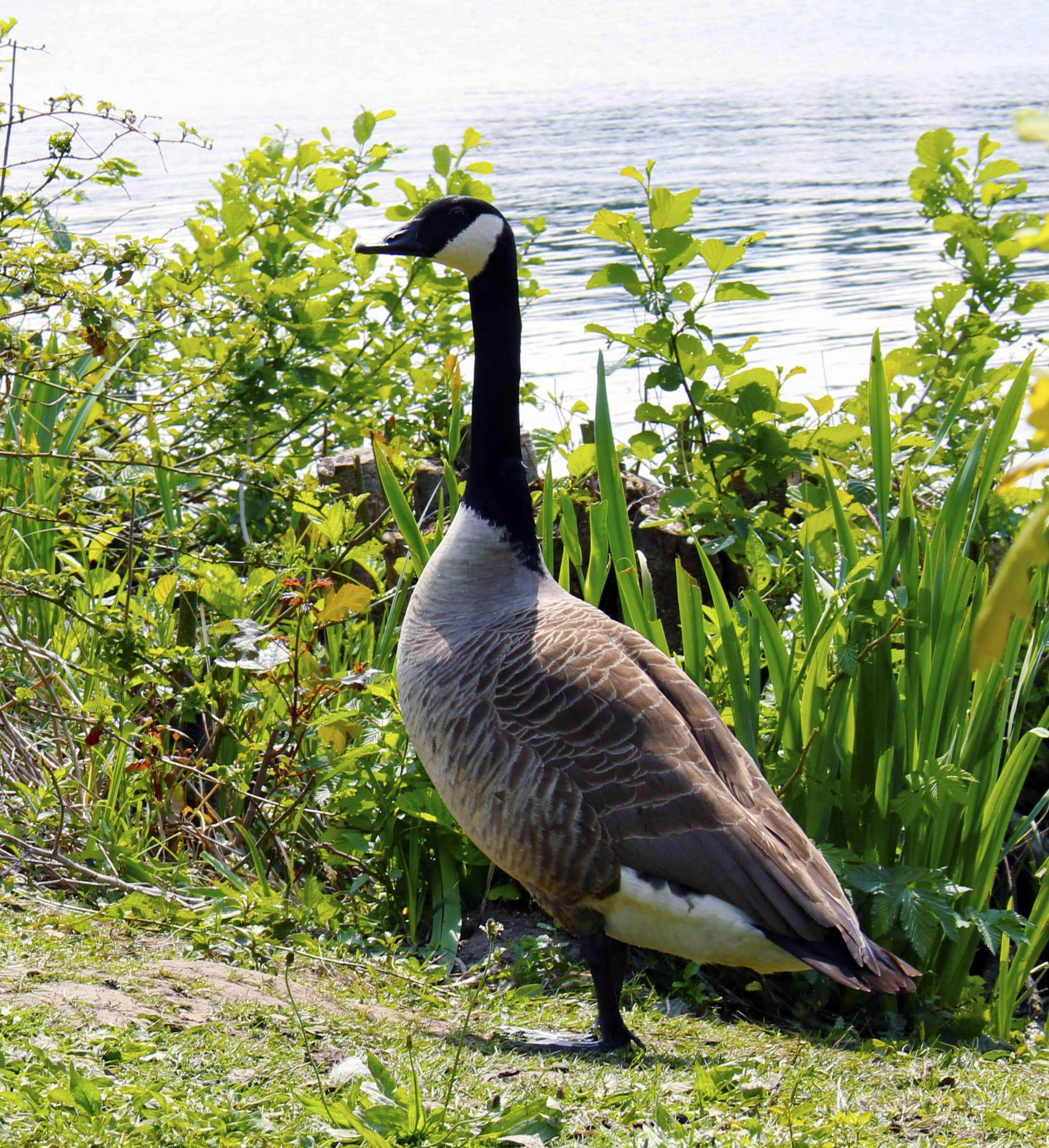 Алеутская казарка