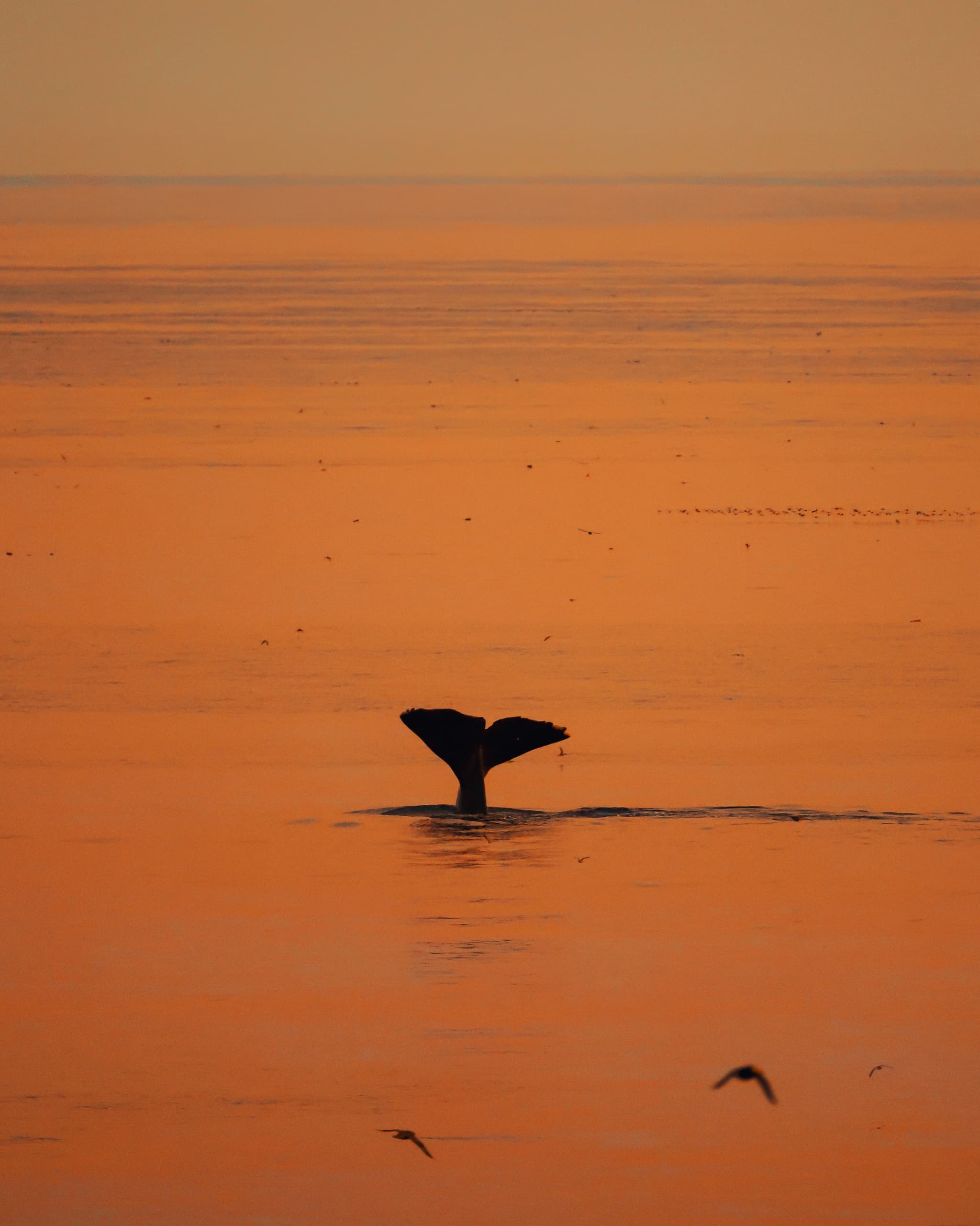 Горбатый кит